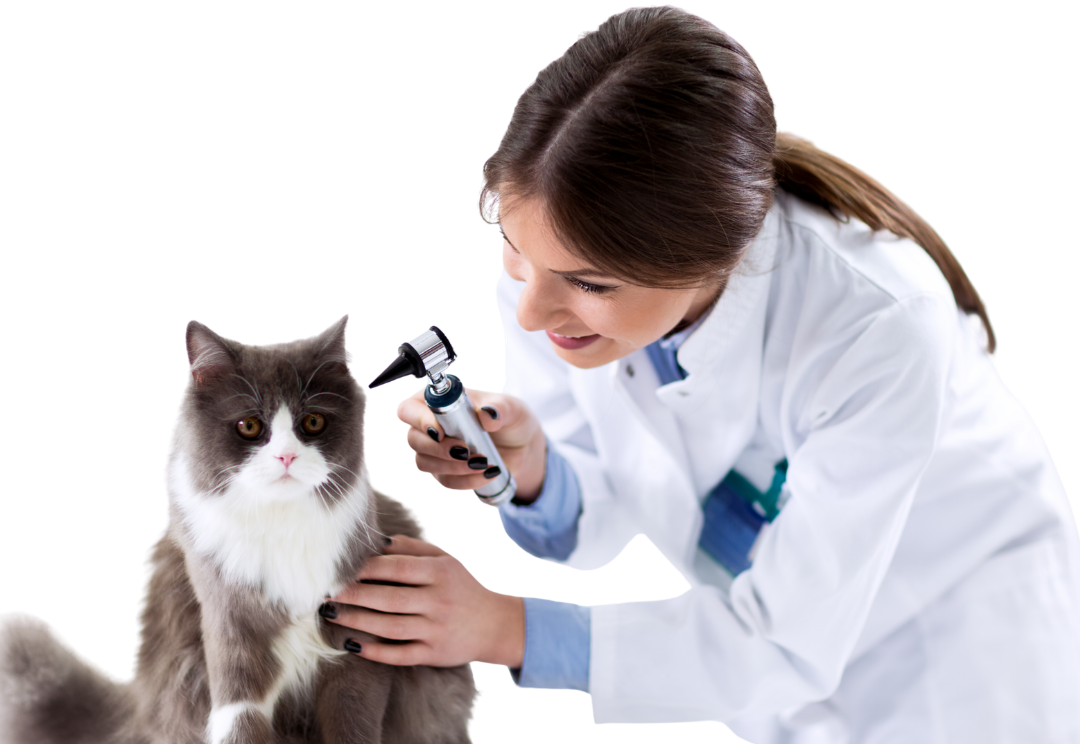 visit our west end billings mt veterinarian office