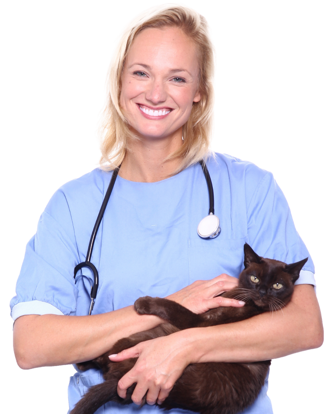 billings veterinarian job applications